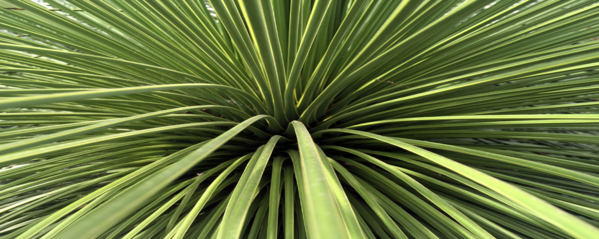 Ammocure Yucca Liquid 50% banner