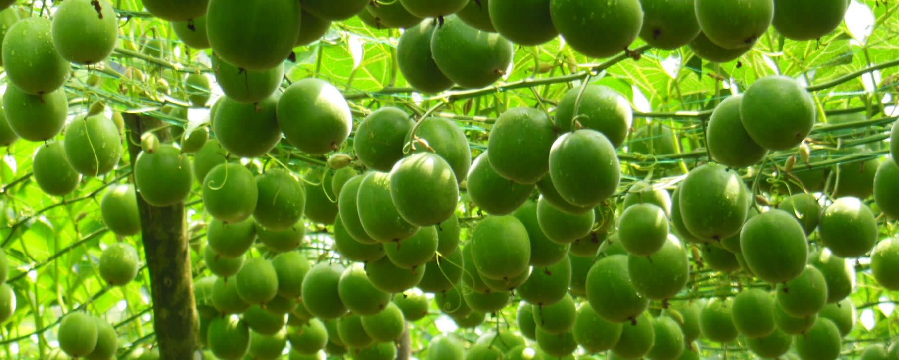 Monk Fruit Extract(s) banner