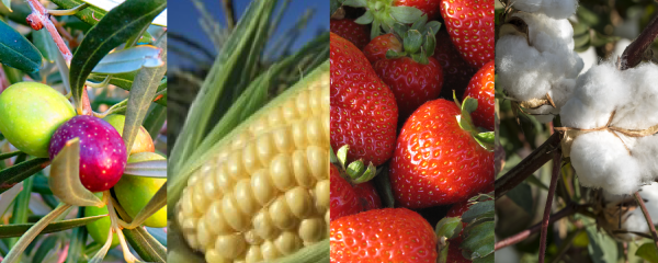 SOIL-PLUS® 7-0-0 | Soil & Plant Management Solution  banner