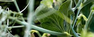 PURIS™ Pea Starch PS85 banner