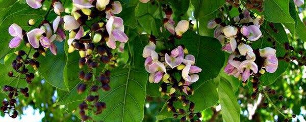 COSM’OIL® KD-S banner