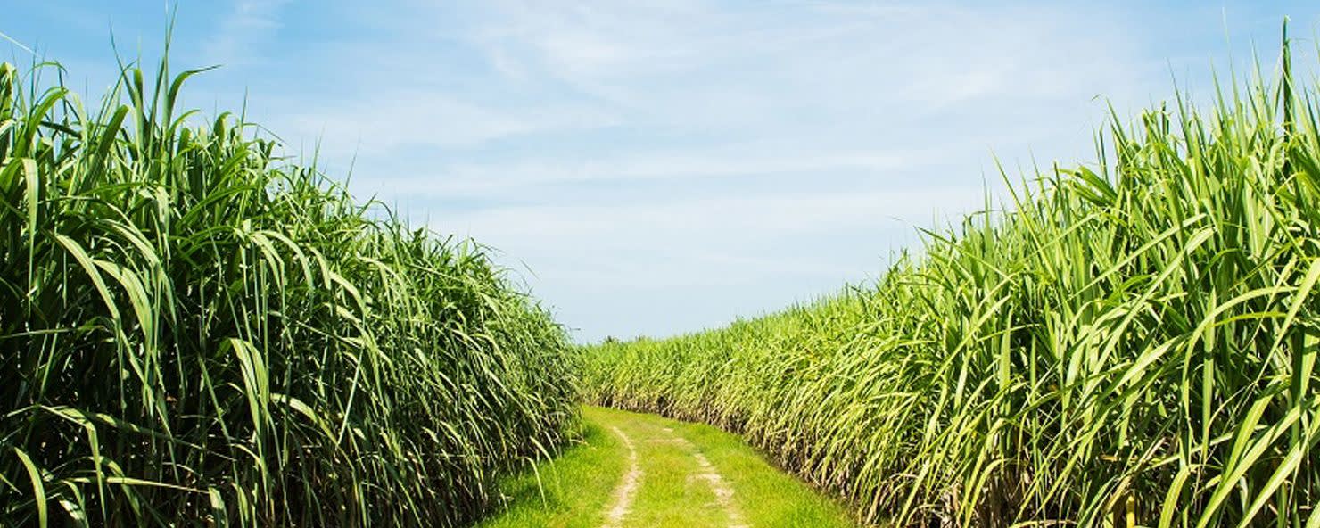 Pure Life Organic Foods Organic White Sugar banner