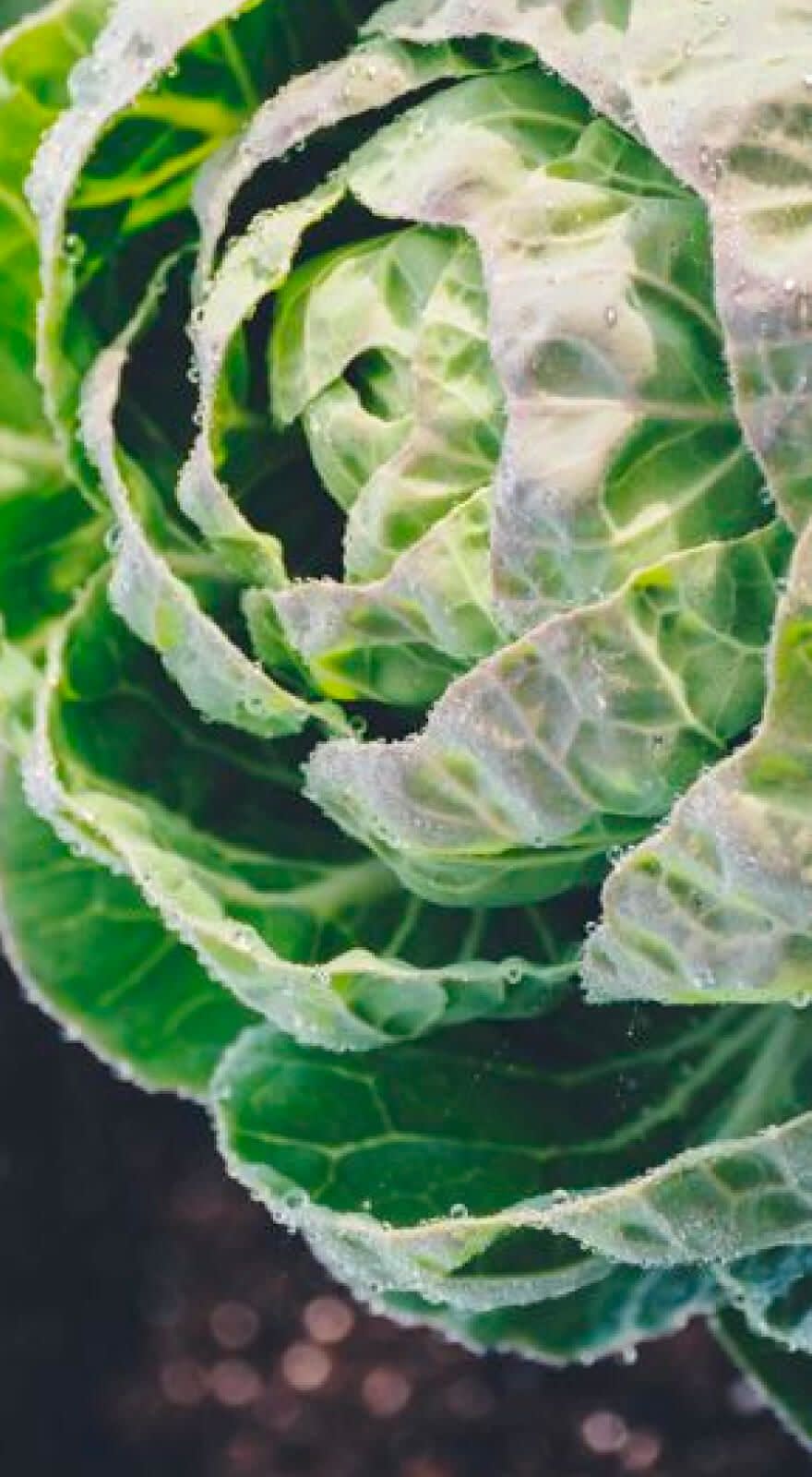 Biobizz Bio·Bloom banner