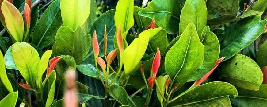 Clove Leaf Oil banner