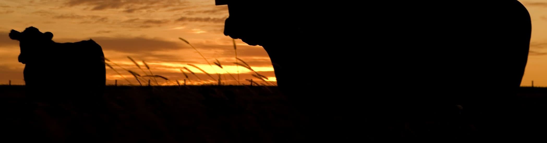 DAWSCAP® banner