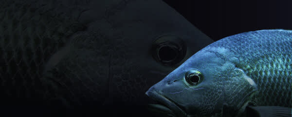 ME-PRO® banner