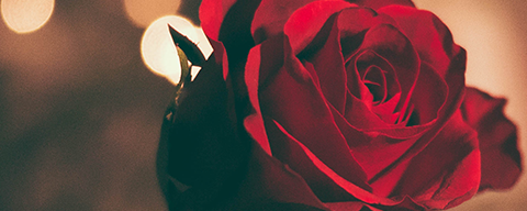 AFI Compare to Aroma Forever Red by BBW® F20117 banner