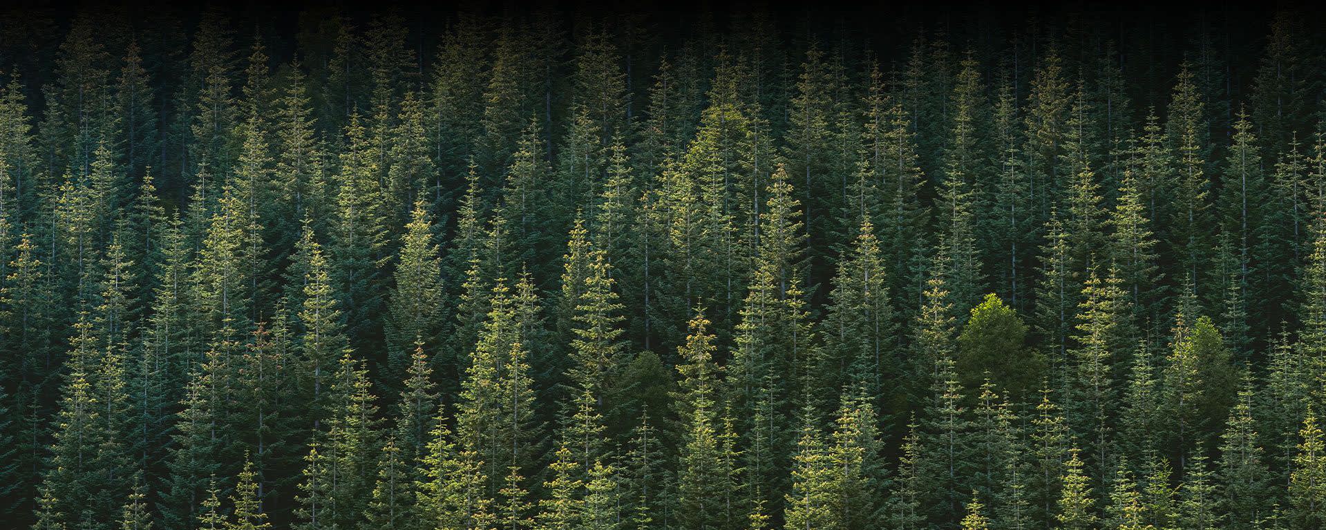 LignoGuard® SPF Booster banner