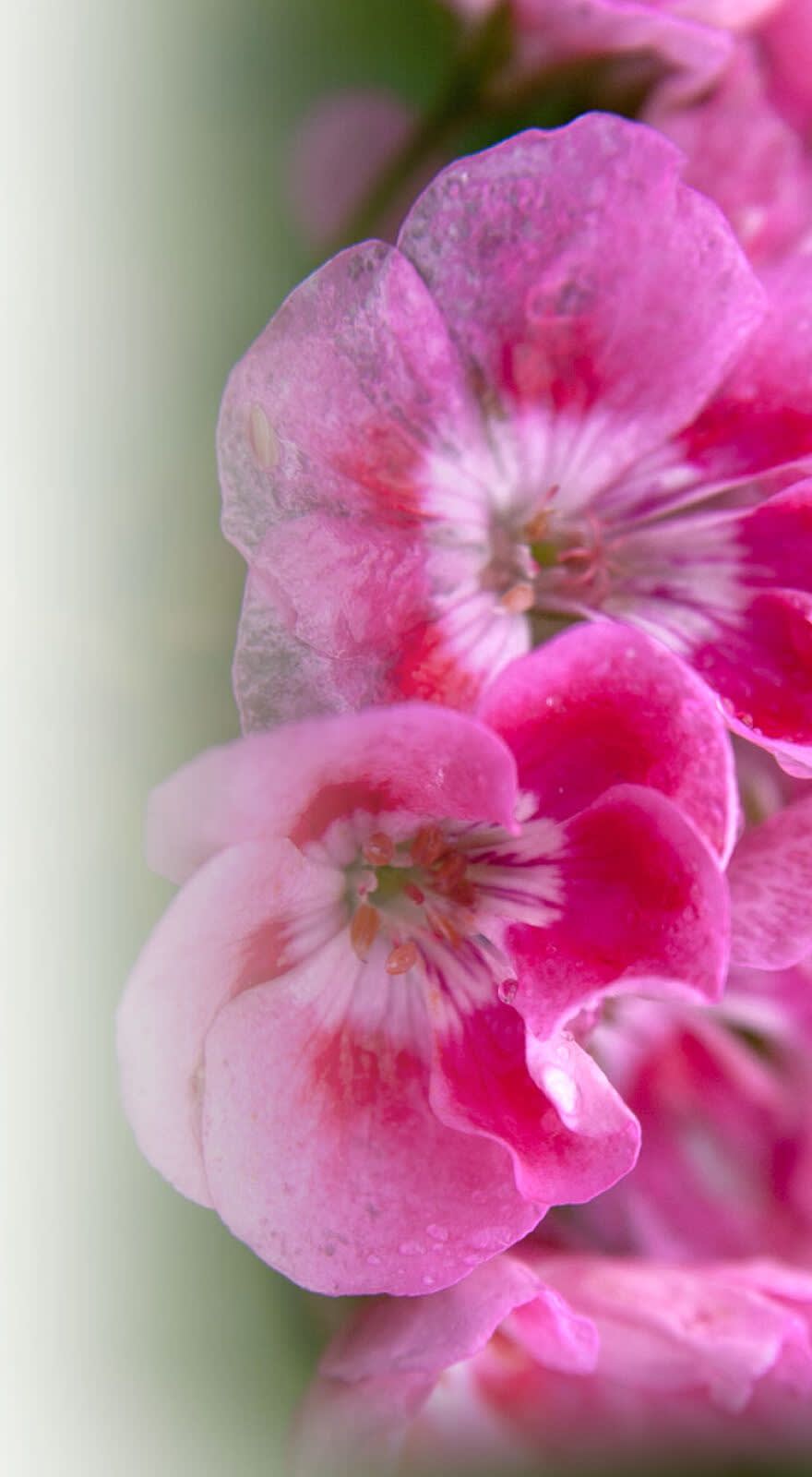 Sirocco® banner