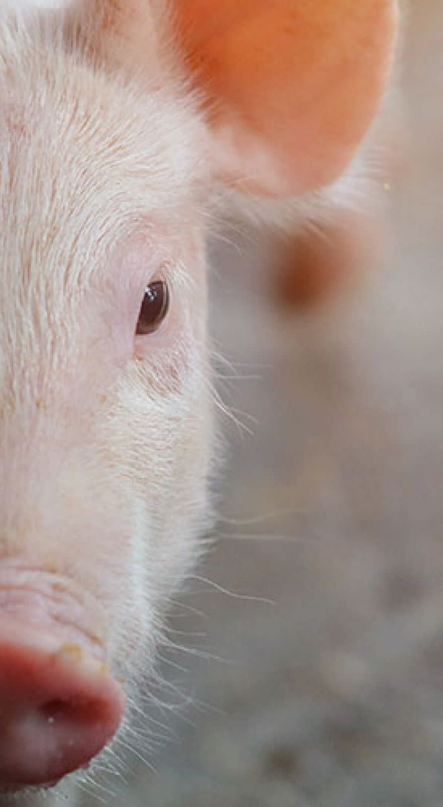 Baby Pig Restart® banner