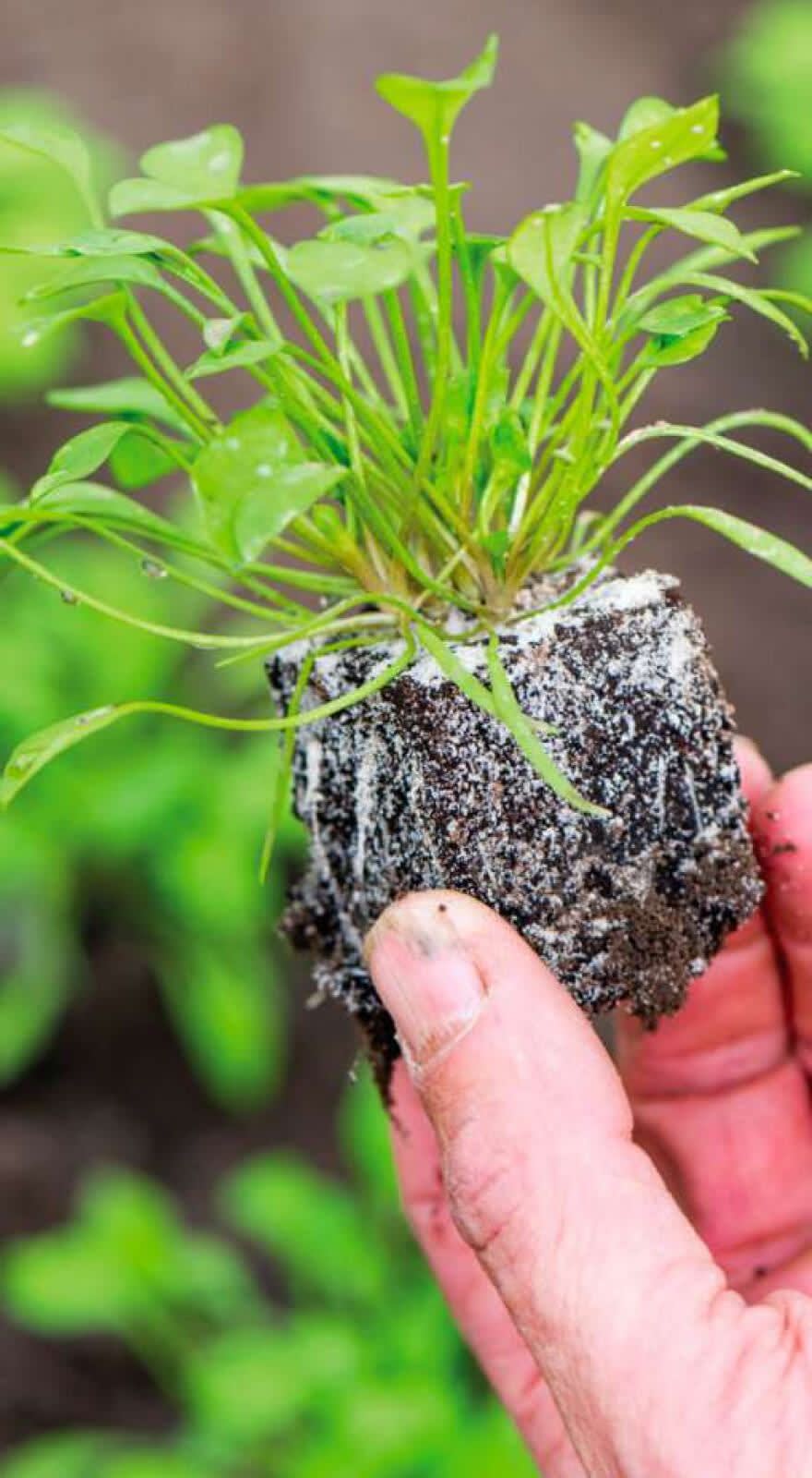 Minigran® P-Mix banner