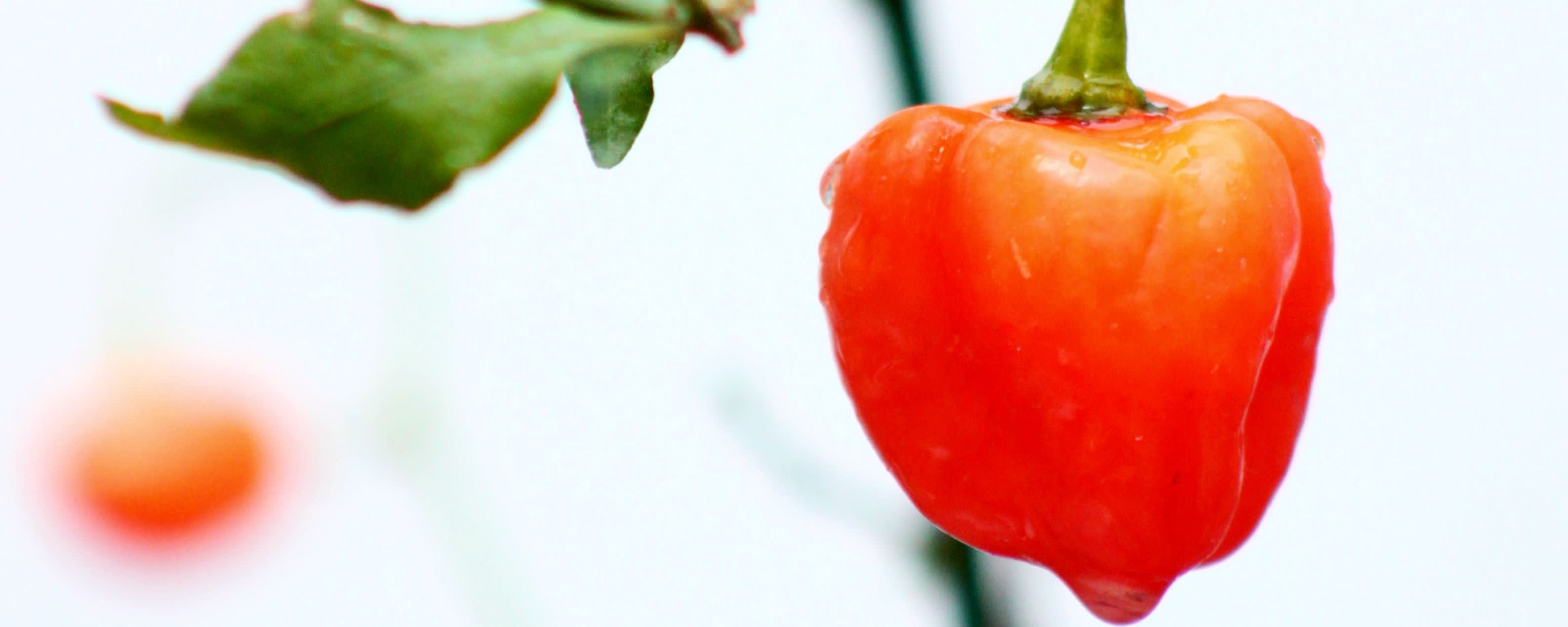 Dolce Foglia Habanero WS Nat Flavor banner