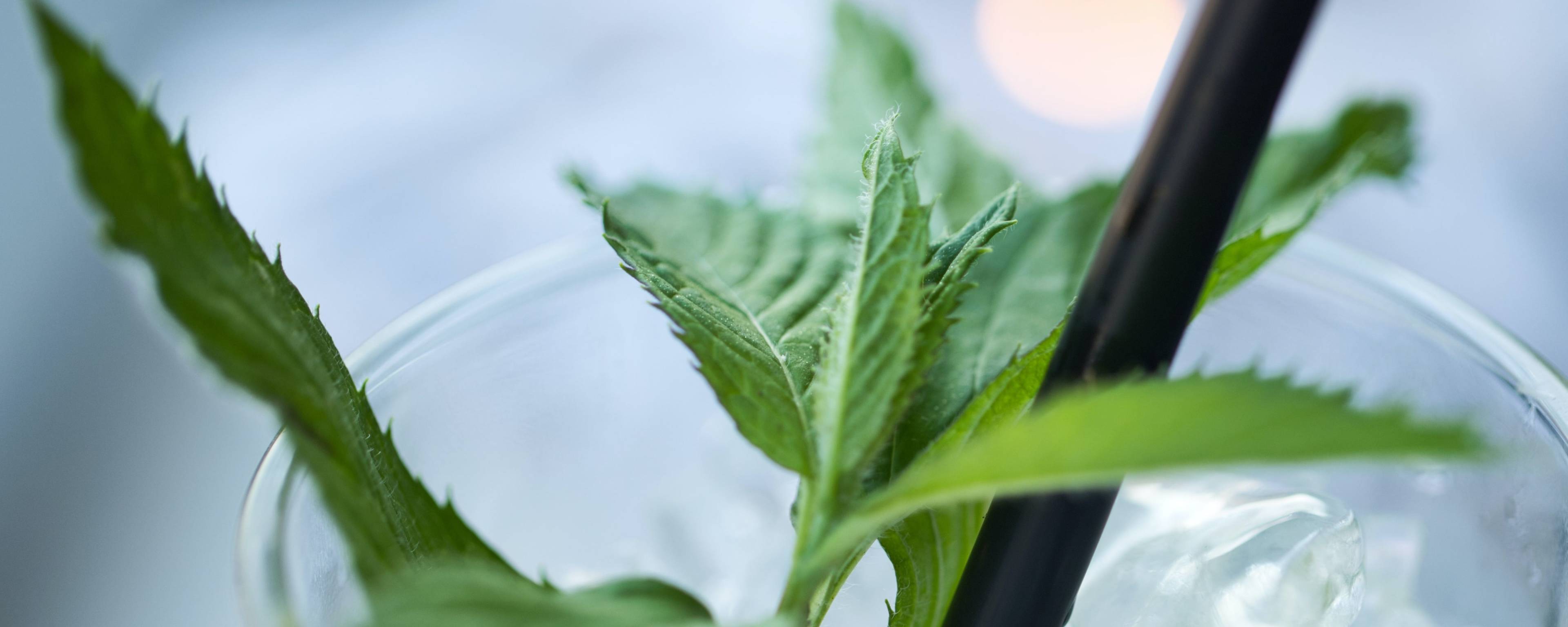 Dolce Foglia (Sweet Leaf) Spearmint OS Nat Flavor banner