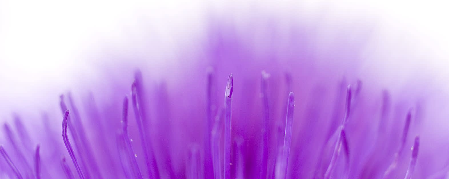 Siliphos® banner
