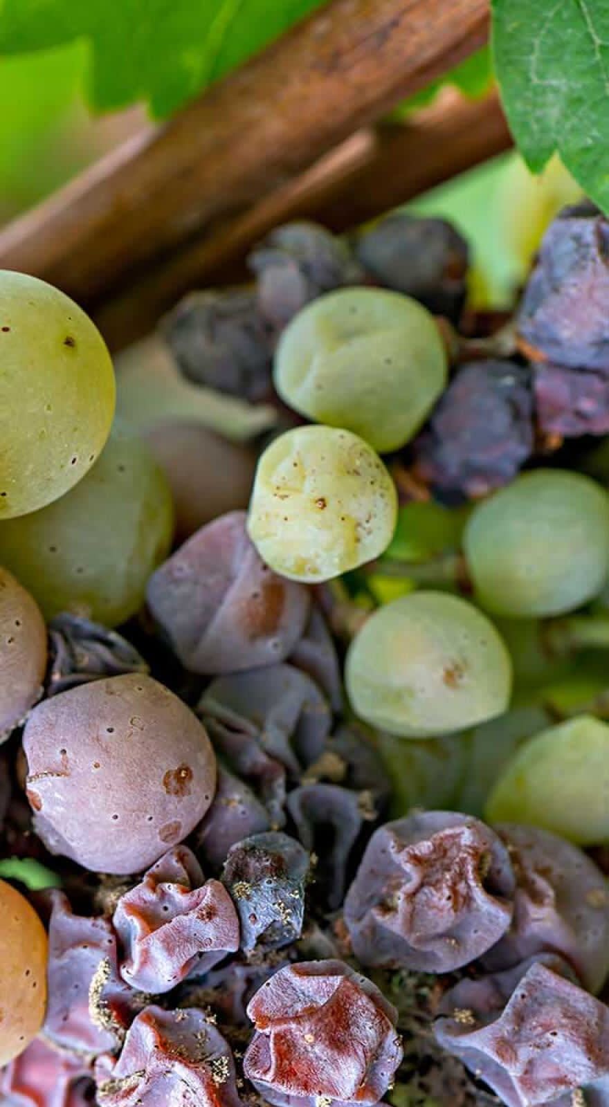 Orion Agroscience banner