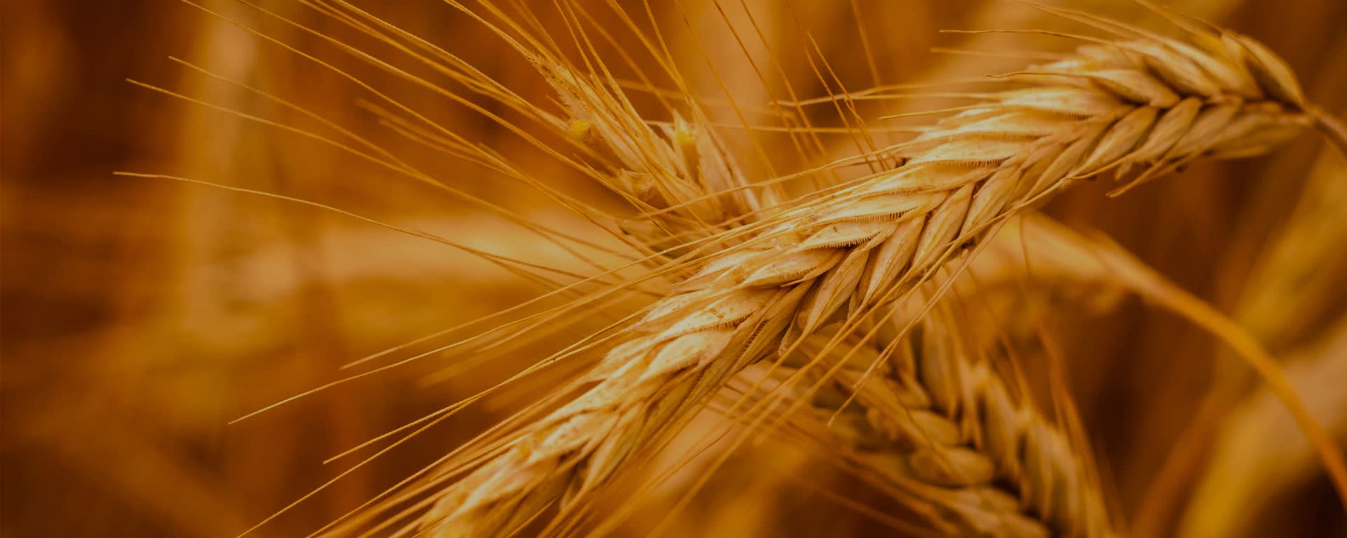 PUREMALT KD4 banner