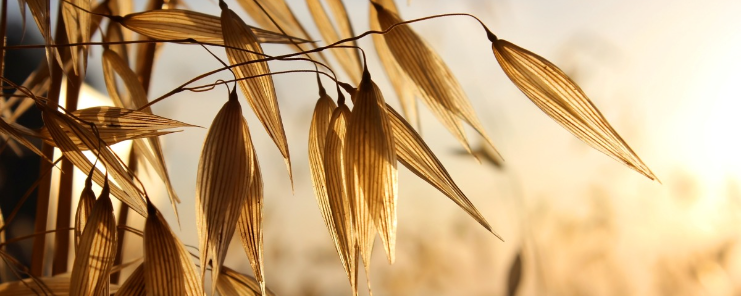 SWEOAT® Bran BG14 (DI022B14) banner