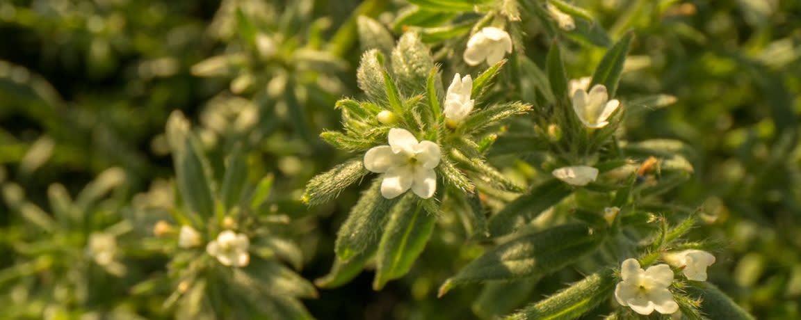 70GA Dry Ahiflower® Oil banner