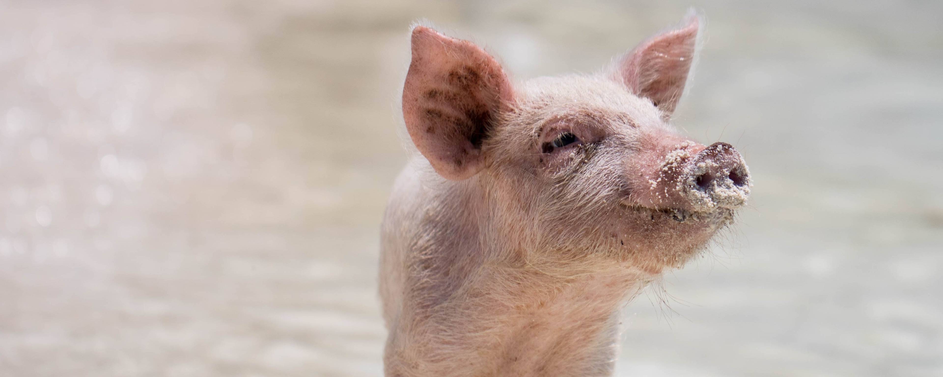 DSP™ - WS (Dawe's Swine Probiotic - WATER SOLUBLE) banner