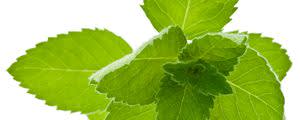 Organic Cornmint Oil banner