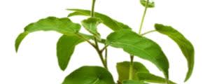 Eucalyptus Citriodora banner