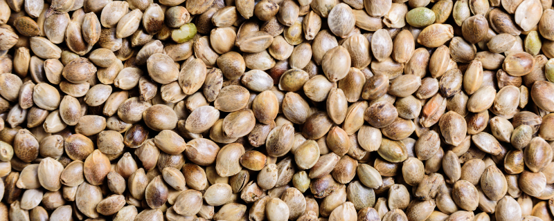 Pharmactive Biotech Organic Hemp Seed Oil banner