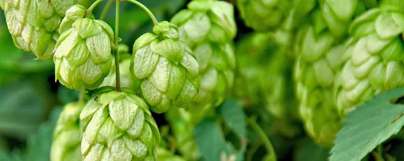 Pharmactive Biotech Hops P.E - Ratio 7.5/1, 0.4% Flavonoids banner