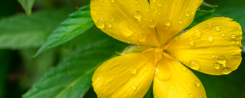 Pharmactive Biotech Damiana P.E - 1.5% Flavonoids banner