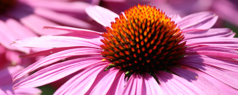 Pharmactive Biotech Echinacea P.E - 4% Polyphenols banner