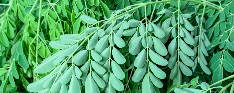 Pharmactive Biotech Moringa P.E - Ratio 10/1 banner
