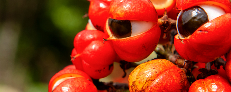 Pharmactive Biotech Guarana P.E - 20% Caffeine banner