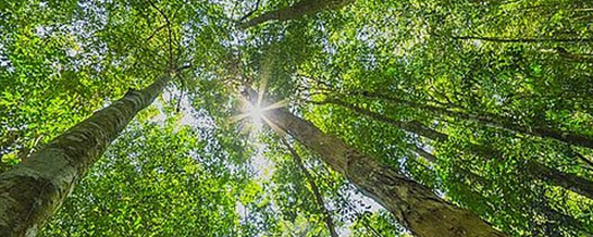 TYLOPUR XTEND NUTRA® 15T banner