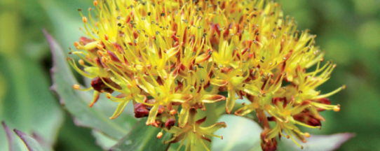 Naturex Rhodiola Root PE 3% Rosavins / 1% Salidroside (EA847012) banner