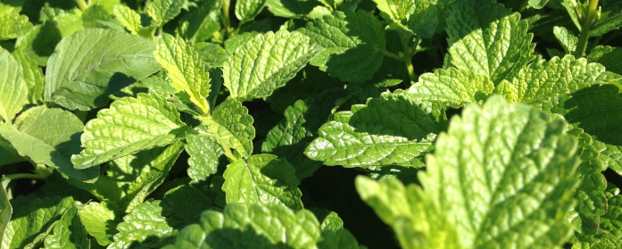 Naturex Lemon Balm Leaf and Stem PE 5% Rosmarinic Acid (ED841580) banner