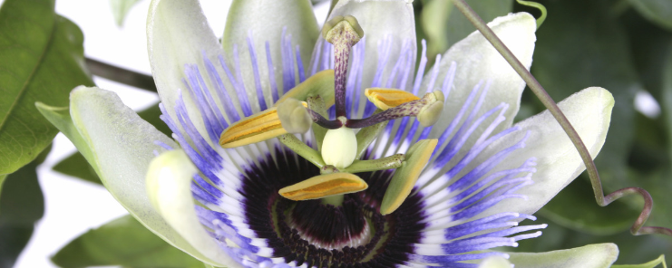 Naturex PASSION FLOWER AERIAL PART PE 3.5% VITEXINS (EA844952) banner