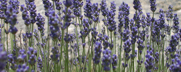 Naturex Lavender Flower PE 4-7 : 1 (EA842826) banner