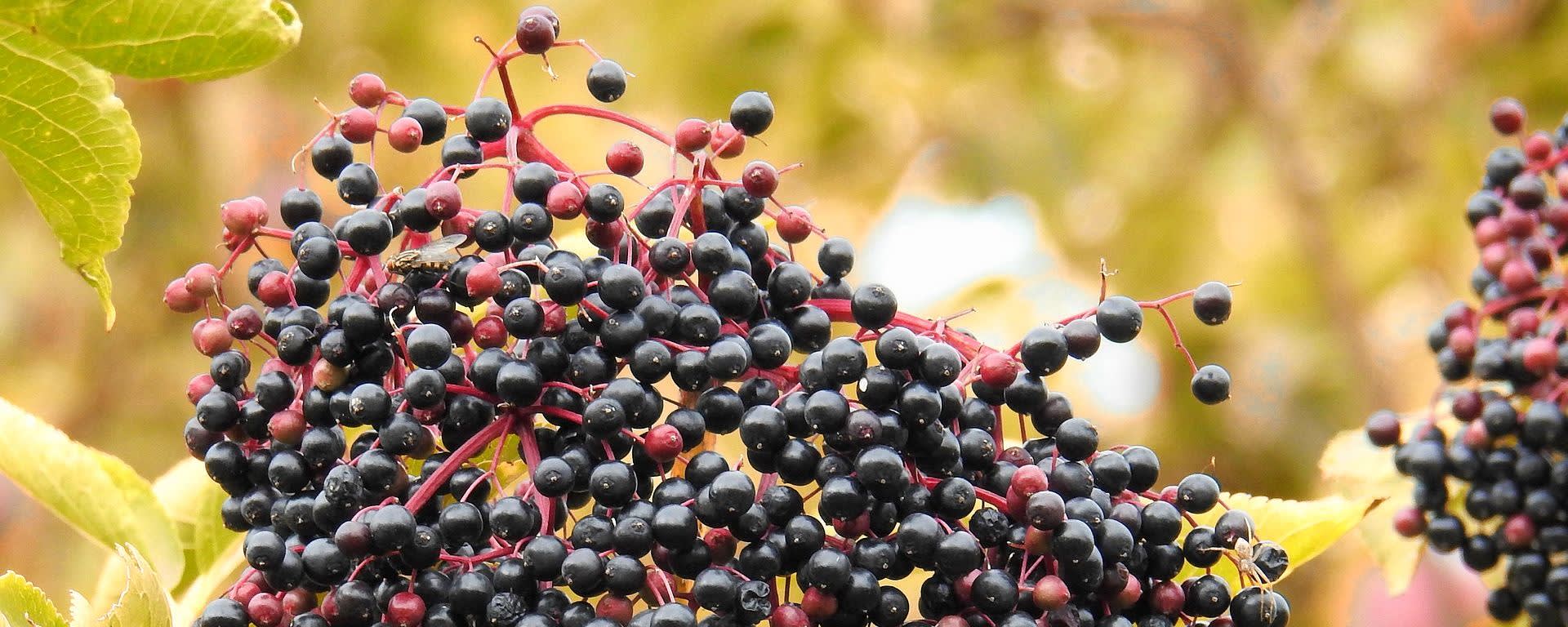 Eldermune™ 65:1 Elderberry Concentrate banner