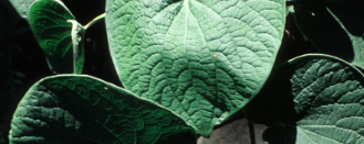 Naturex KAVA KAVA ROOT PE 30% KAVA LACTONES (EC841560) banner