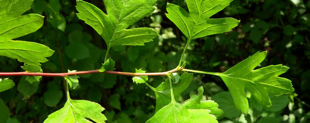 Naturex HAWTHORN LEAF AND FLOWER PE 1.5% FLAVONOIDS (EA841731) banner