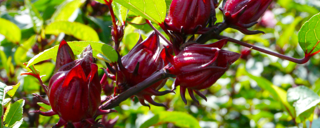 Naturex HIBISCUS FLOWER PE 20% TOTAL ACIDS (EC841500) banner