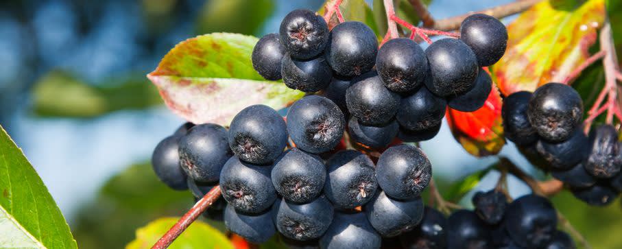 ARONOX® ARONIA PE 40% POLYPHENOLS (GK844256) banner