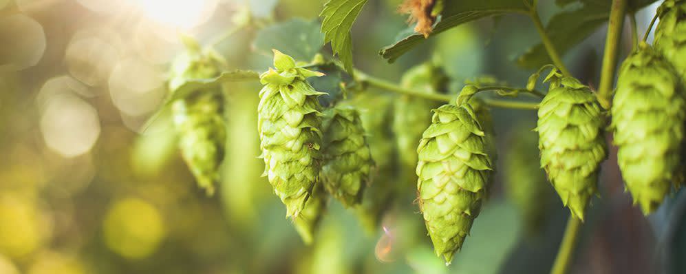 Naturex Hops Strobile PE 11-14 : 1 (ED841508) banner