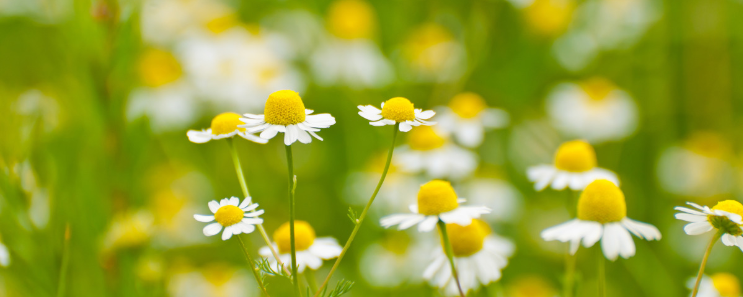 Naturex Organic Chamomile PE 4:1 (ECN00027) banner