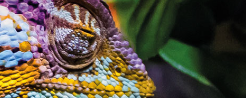 IrisBlend U WARM YELLOW (UH) banner