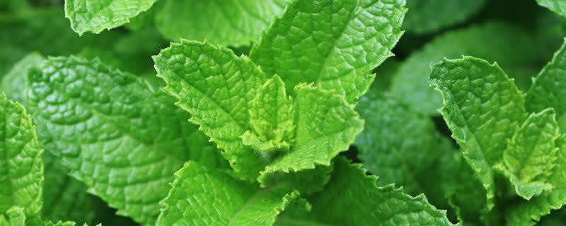 Naturex Spearmint Fluid Extract (AJ611335) banner