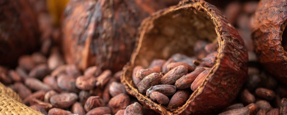 Naturex Cocoa NIB Fluid Extract (AC610402) banner