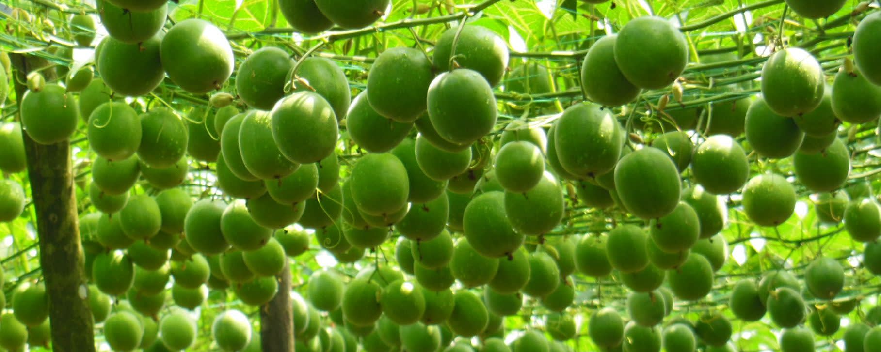 Monk Fruit Juice Concentrate(s) banner