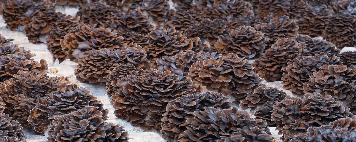 RealMaitake™ Mushroom Extract 8:1 banner