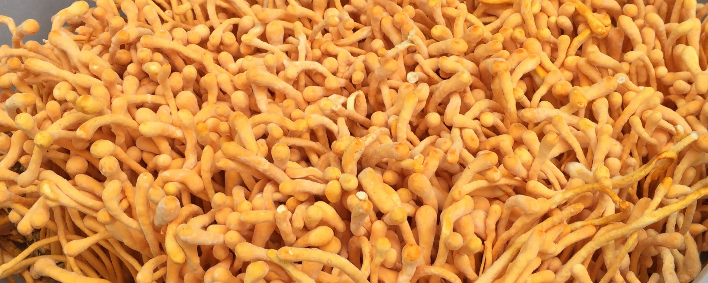RealCordyceps™ Mushroom Extract 8:1 banner