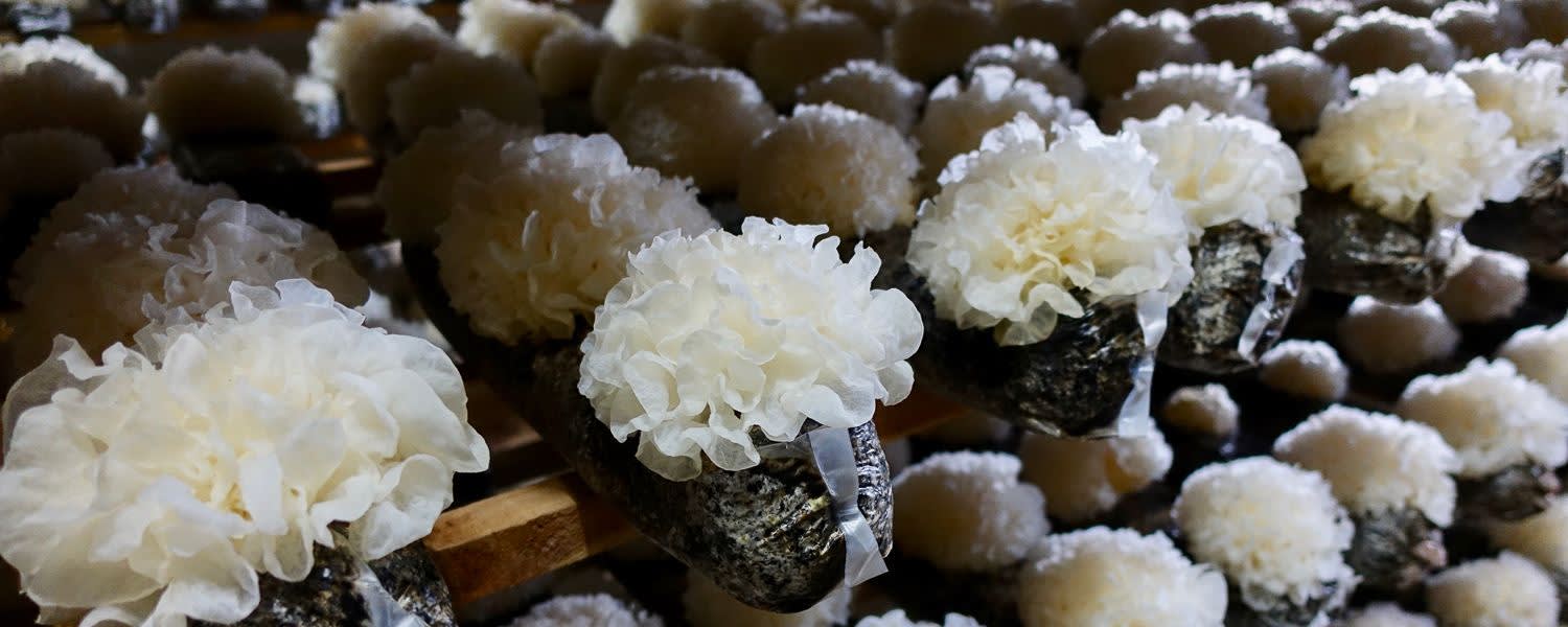 Nammex Tremella Mushroom Extract 1:1 banner